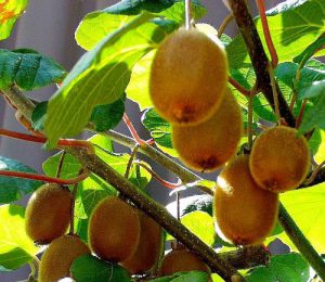 Kiwi