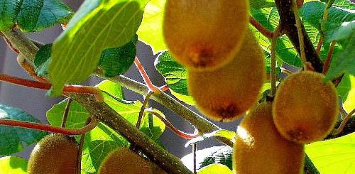 Kiwi